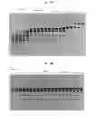 Fig. 05 - High fidelity restriction endonucleases