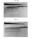 Fig. 06 - High fidelity restriction endonucleases