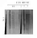 Fig. 07 - High fidelity restriction endonucleases