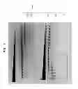 Fig. 08 - High fidelity restriction endonucleases
