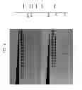 Fig. 09 - High fidelity restriction endonucleases