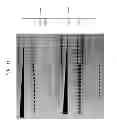 Fig. 12 - High fidelity restriction endonucleases
