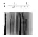 Fig. 13 - High fidelity restriction endonucleases