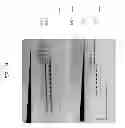 Fig. 15 - High fidelity restriction endonucleases