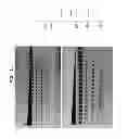 Fig. 16 - High fidelity restriction endonucleases