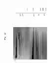 Fig. 18 - High fidelity restriction endonucleases
