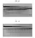 Fig. 03 - High fidelity restriction endonucleases