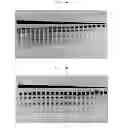 Fig. 04 - High fidelity restriction endonucleases