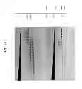 Fig. 15 - High fidelity restriction endonucleases