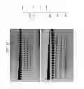 Fig. 16 - High fidelity restriction endonucleases