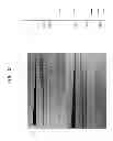 Fig. 18 - High fidelity restriction endonucleases