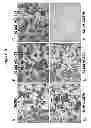 Fig. 05 - Compositions and Methods Useful for Culturing Differentiable Cells