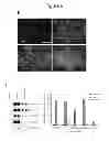 Fig. 08 - Compositions and Methods Useful for Culturing Differentiable Cells
