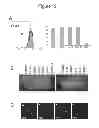 Fig. 16 - Compositions and Methods Useful for Culturing Differentiable Cells