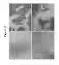 Fig. 20 - Compositions and Methods Useful for Culturing Differentiable Cells