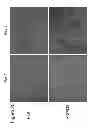 Fig. 24 - Compositions and Methods Useful for Culturing Differentiable Cells