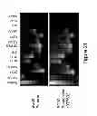 Fig. 25 - Compositions and Methods Useful for Culturing Differentiable Cells