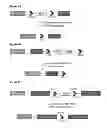Fig. 02 - Cell line screening method