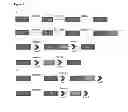 Fig. 08 - Cell line screening method