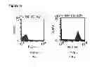 Fig. 16 - Cell line screening method