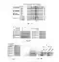 Fig. 09 - Compositions And Methods For Modulating Apoptosis