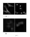 Fig. 06 - High affinity bivalent helically constrained peptide against cancer