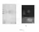 Fig. 07 - High affinity bivalent helically constrained peptide against cancer