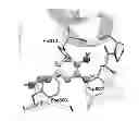 Fig. 01 - Hydroxytyrosol and oleuropein compositions for induction of DNA damage, cell death and LSD1 inhibition