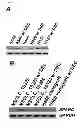 Fig. 05 - COMBINATION THERAPY METHODS FOR TREATING PROLIFERATIVE DISEASES