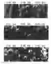 Fig. 03 - CURABLE BONE SUBSTITUTE