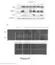Fig. 05 - Activators and therapeutic applications thereof