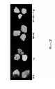 Fig. 23 - Compounds and Methods for Treating Cancer and Diseases of the Central Nervous System