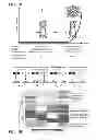 Fig. 02 - Compositions and Methods for Treating Neoplasia