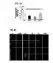 Fig. 07 - Compositions and Methods for Treating Neoplasia