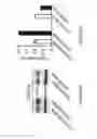 Fig. 07 - Compositions and methods of using micro RNAs
