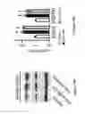 Fig. 20 - Compositions and methods of using micro RNAs