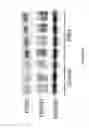 Fig. 28 - Compositions and methods of using micro RNAs