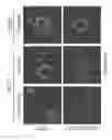 Fig. 44 - Compositions and methods of using micro RNAs