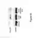 Fig. 76 - Compositions and methods of using micro RNAs