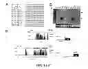 Fig. 02 - Micro-RNA's that regulate muscle cells
