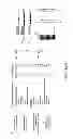 Fig. 07 - Micro-RNA's that regulate muscle cells