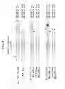Fig. 02 - METHODS AND COMPOSITIONS FOR THE SPECIFIC INHIBITIONS OF EGFR BY DOUBLE-STRANDED RNA
