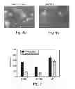 Fig. 06 - PROMOTERS EXHIBITING ENDOTHELIAL CELL SPECIFICITY AND METHODS OF USING SAME FOR REGULATION OF ANGIOGENESIS