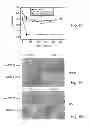 Fig. 07 - PROMOTERS EXHIBITING ENDOTHELIAL CELL SPECIFICITY AND METHODS OF USING SAME FOR REGULATION OF ANGIOGENESIS