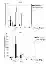 Fig. 32 - PROMOTERS EXHIBITING ENDOTHELIAL CELL SPECIFICITY AND METHODS OF USING SAME FOR REGULATION OF ANGIOGENESIS