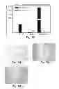Fig. 41 - PROMOTERS EXHIBITING ENDOTHELIAL CELL SPECIFICITY AND METHODS OF USING SAME FOR REGULATION OF ANGIOGENESIS