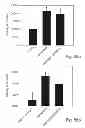 Fig. 44 - PROMOTERS EXHIBITING ENDOTHELIAL CELL SPECIFICITY AND METHODS OF USING SAME FOR REGULATION OF ANGIOGENESIS