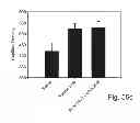 Fig. 45 - PROMOTERS EXHIBITING ENDOTHELIAL CELL SPECIFICITY AND METHODS OF USING SAME FOR REGULATION OF ANGIOGENESIS