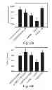 Fig. 47 - PROMOTERS EXHIBITING ENDOTHELIAL CELL SPECIFICITY AND METHODS OF USING SAME FOR REGULATION OF ANGIOGENESIS