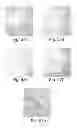 Fig. 48 - PROMOTERS EXHIBITING ENDOTHELIAL CELL SPECIFICITY AND METHODS OF USING SAME FOR REGULATION OF ANGIOGENESIS